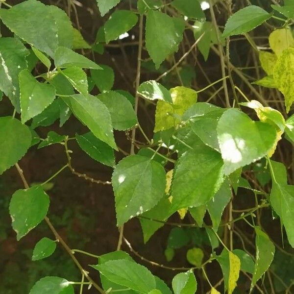 Acalypha fruticosa Leaf