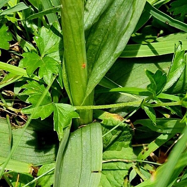 Neotinea ustulata Feuille