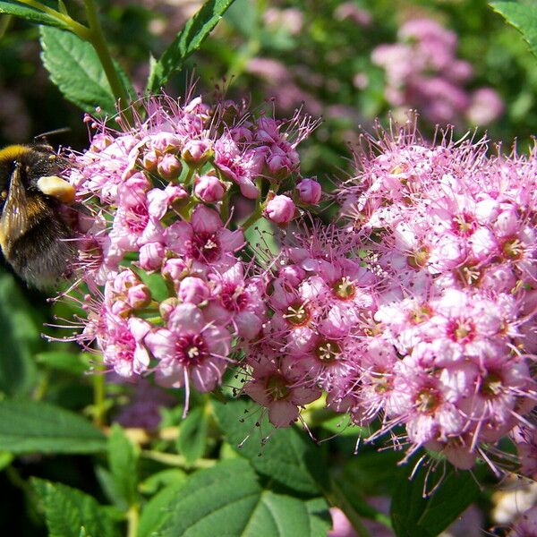 Spiraea japonica 花