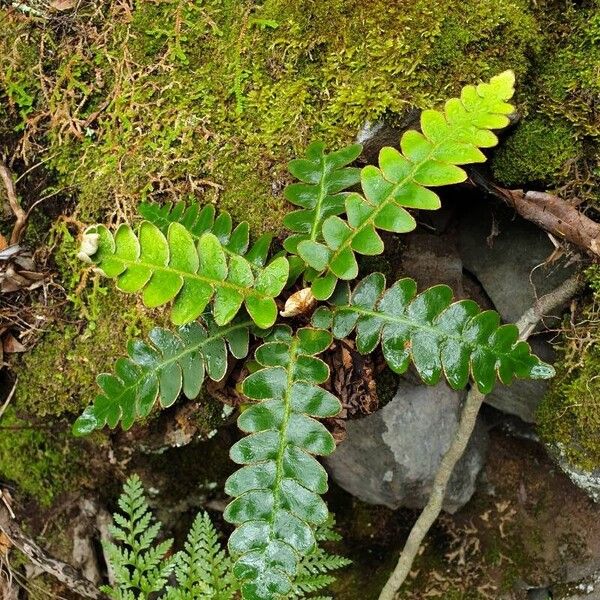 Asplenium aureum Lapas