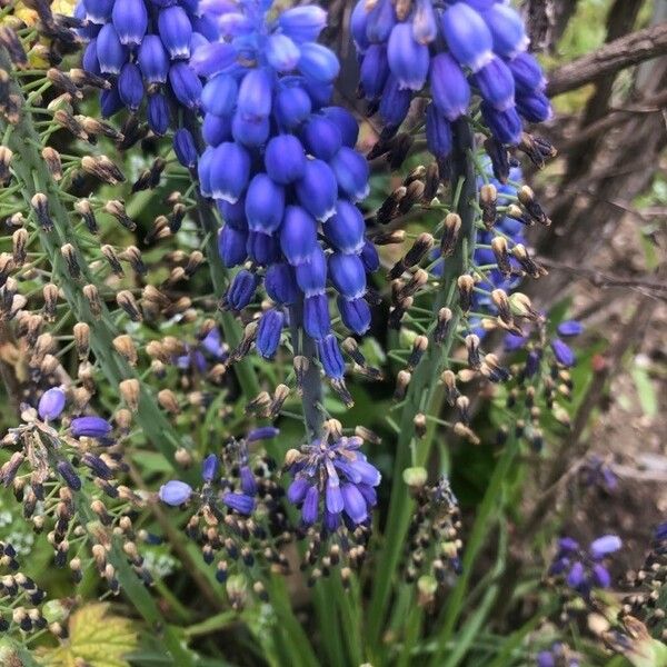 Muscari armeniacum Žiedas