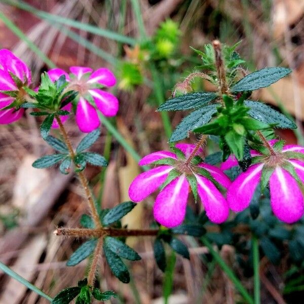 Bauera rubioides Lorea