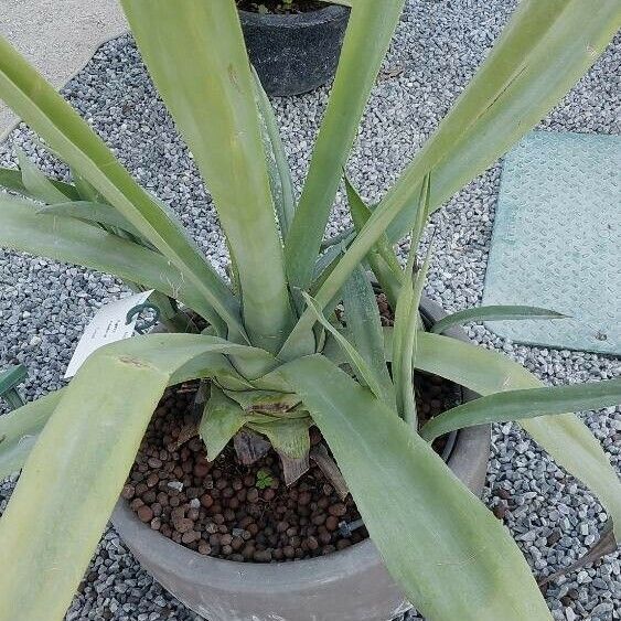 Agave sisalana 叶