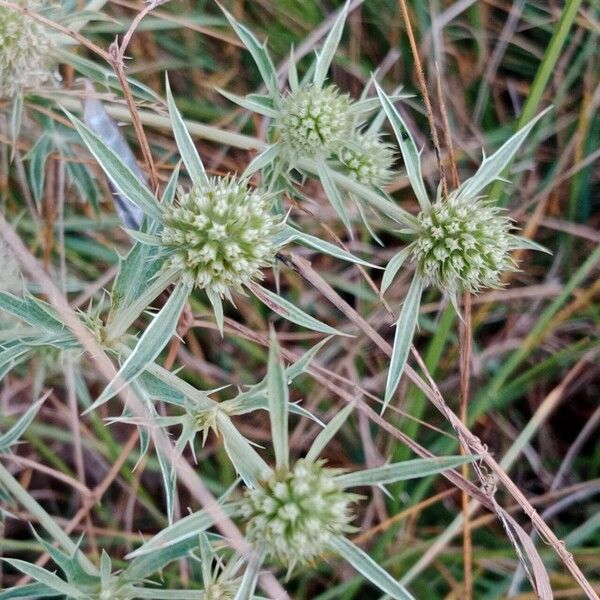 Eryngium campestre Õis