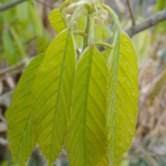 Quercus glauca পাতা