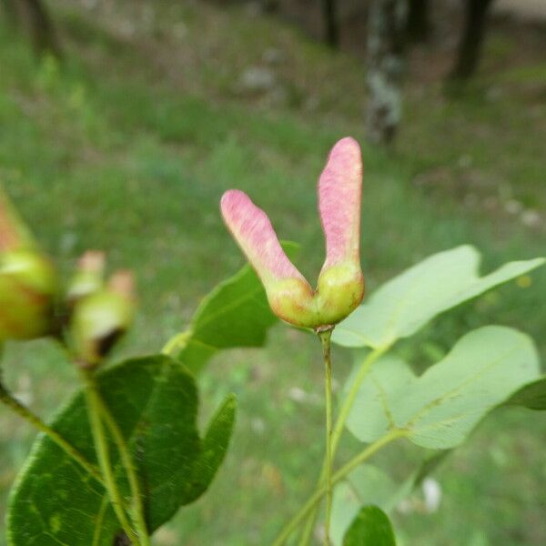 Acer monspessulanum Kvet