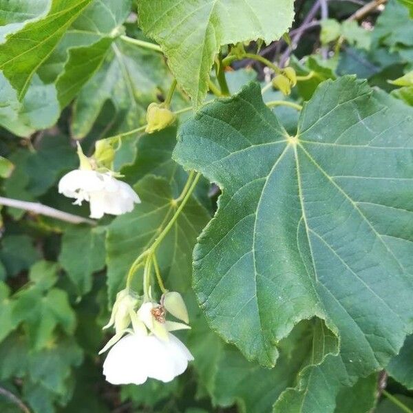 Dombeya burgessiae Bark