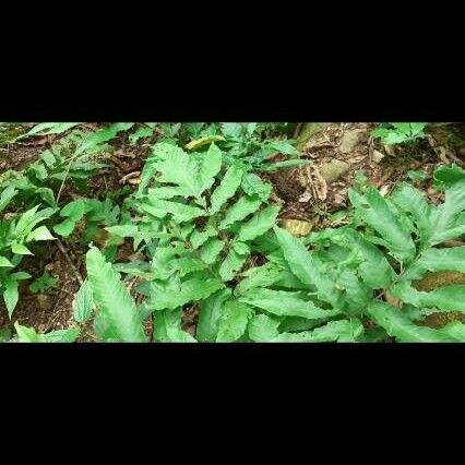 Tectaria incisa Leaf
