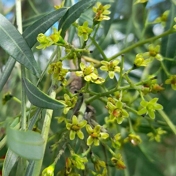 Schinopsis lorentzii Çiçek