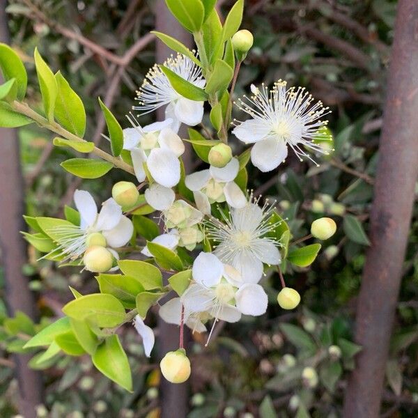 Myrtus communis Blüte