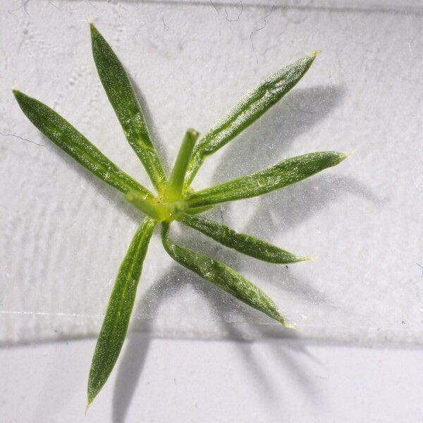 Galium pumilum Blatt