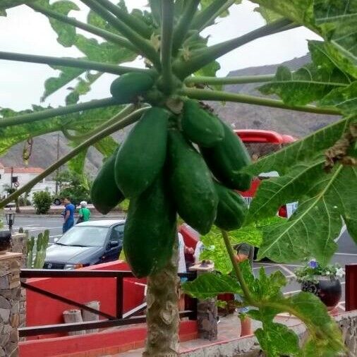 Carica papaya Fruit