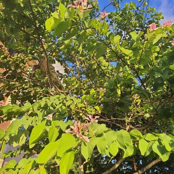 Bauhinia monandra Leaf