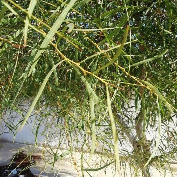 Acacia retinodes Blad