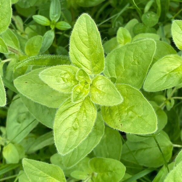 Origanum vulgare 叶