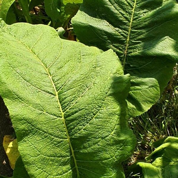 Inula helenium List