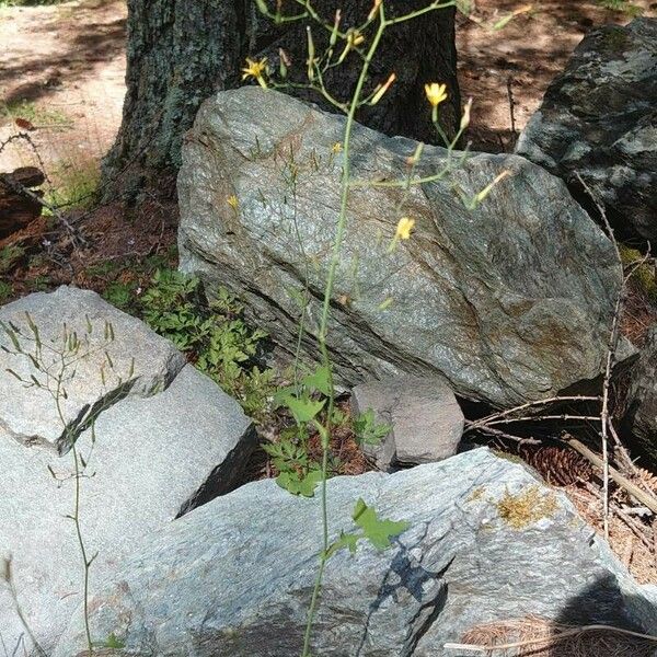 Lactuca muralis 形態