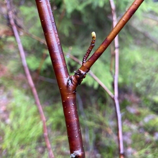 Betula occidentalis Bark