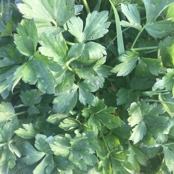 Ranunculus repens Leaf