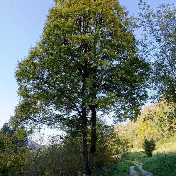 Acer campestre Habitus