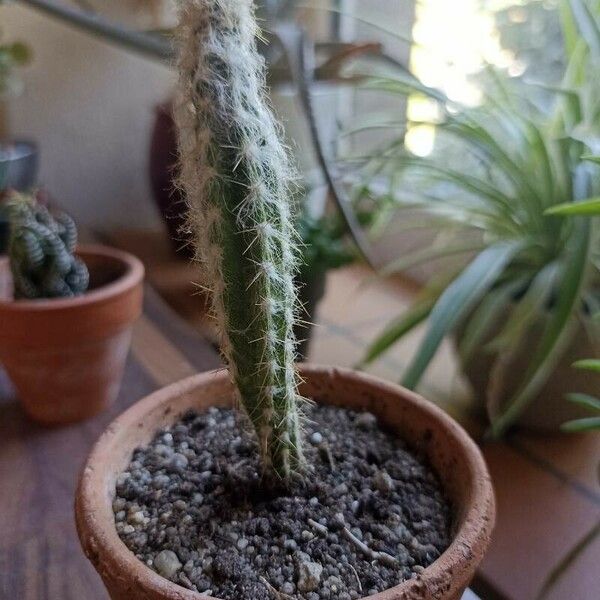 Echinocereus poselgeri Leaf