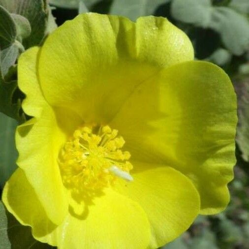 Abutilon indicum ᱵᱟᱦᱟ