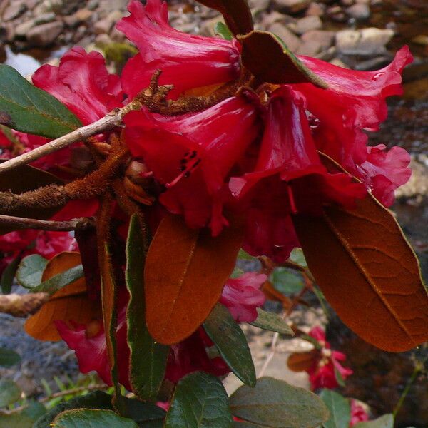 Rhododendron beanianum Цвят