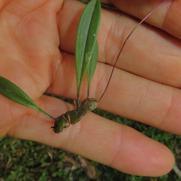 Bulbophyllum boiteaui Frunză