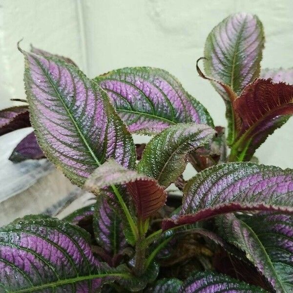 Strobilanthes auriculata Leaf