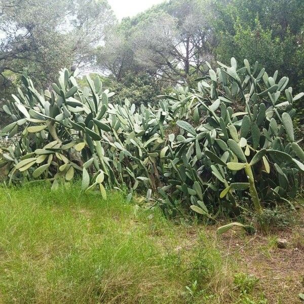 Opuntia ficus-indica Leaf