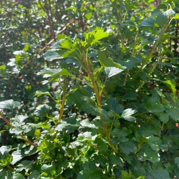 Ribes speciosum Leaf