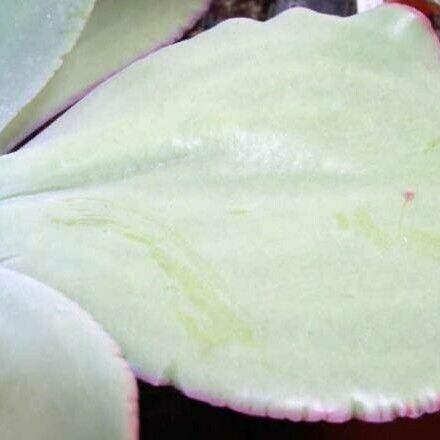 Echeveria gigantea Leaf