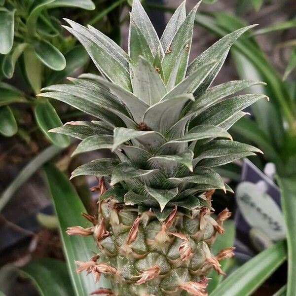 Ananas comosus Levél