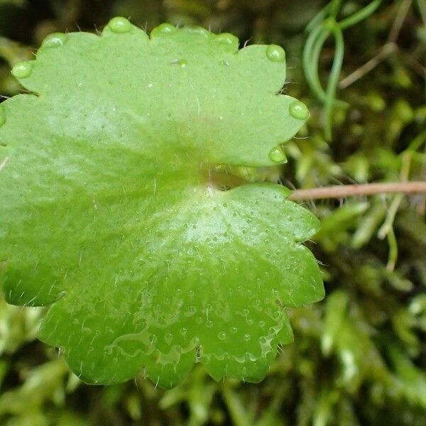 Saxifraga rotundifolia 葉