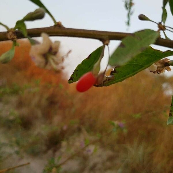 Lycium barbarum Fruit