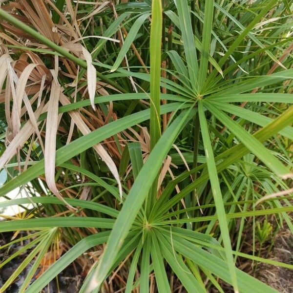 Cyperus alternifolius Fuelha