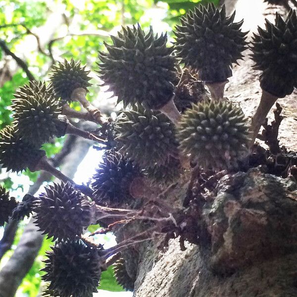 Duguetia cauliflora Fruit