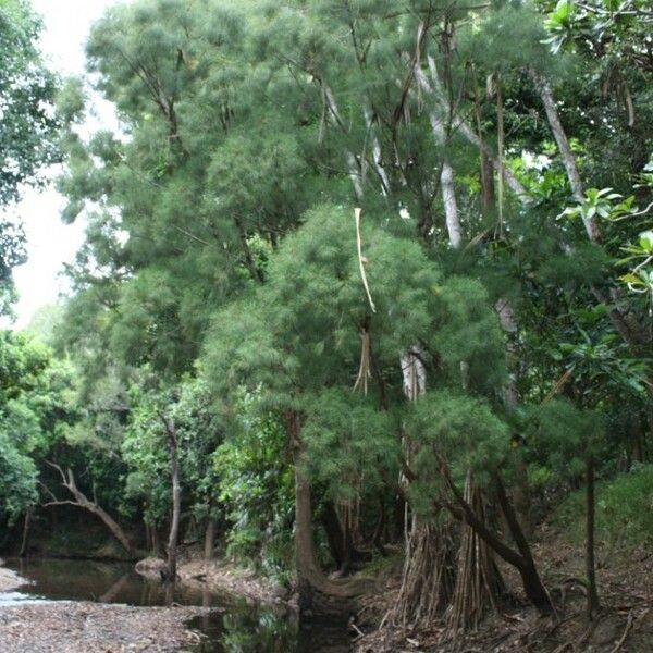 Gymnostoma nodiflorum Habitus