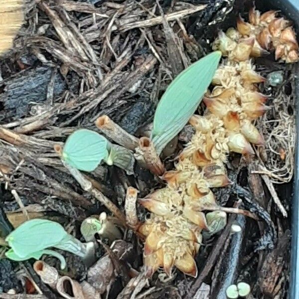 Uvularia grandiflora পাতা