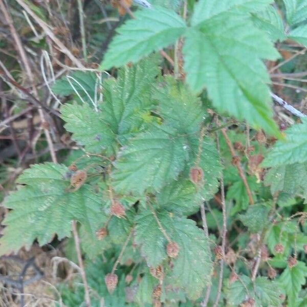 Rubus ursinus Leaf