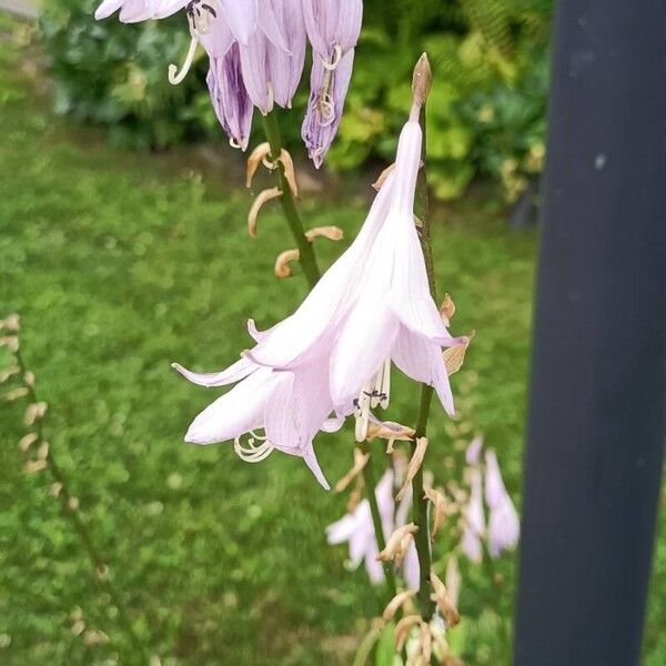 Hosta lancifolia Flower