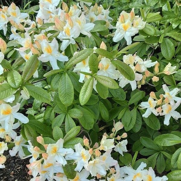 Rhododendron calendulaceum Buveinė