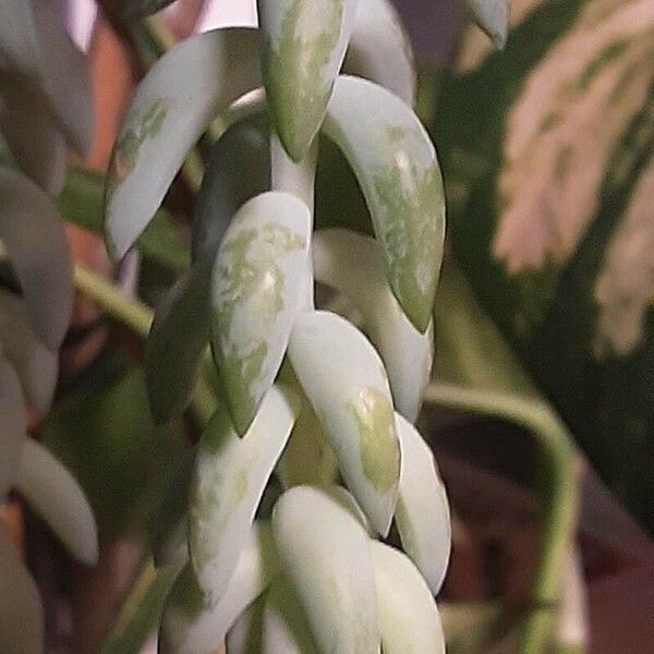 Sedum morganianum Folla