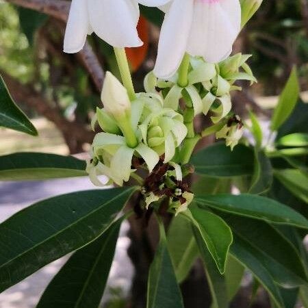 Cerbera manghas Blomst