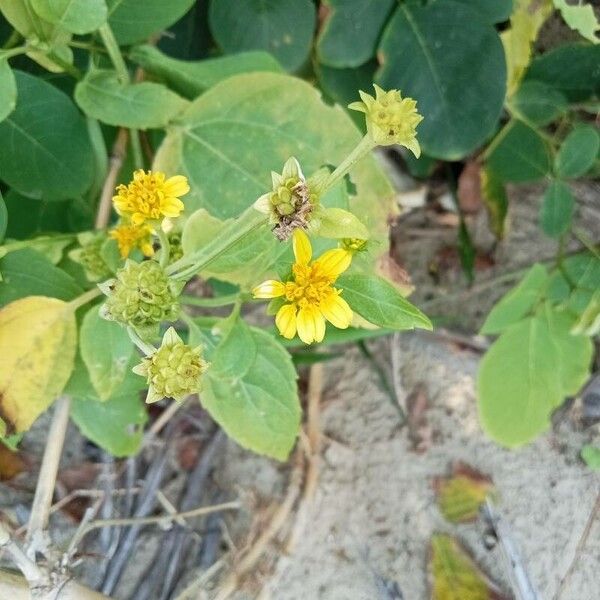 Wollastonia biflora Fiore