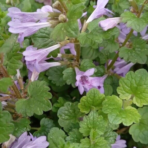 Glechoma hederacea Virág