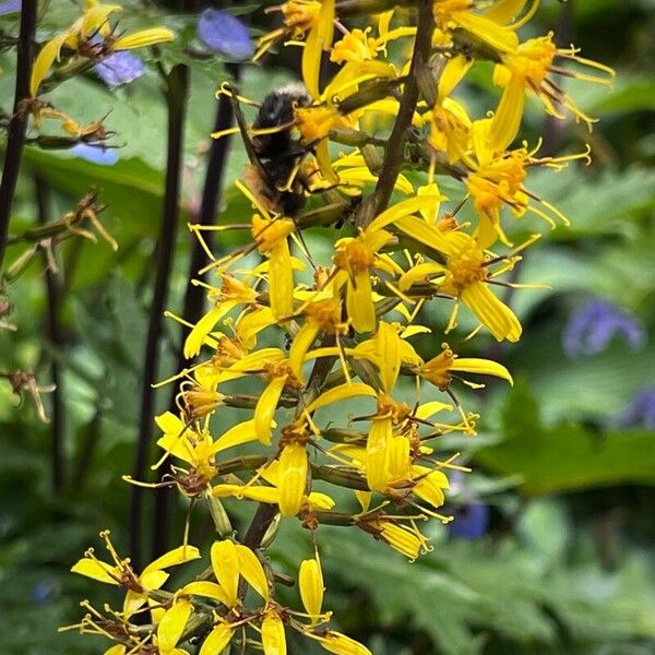 Ligularia wilsoniana Flower