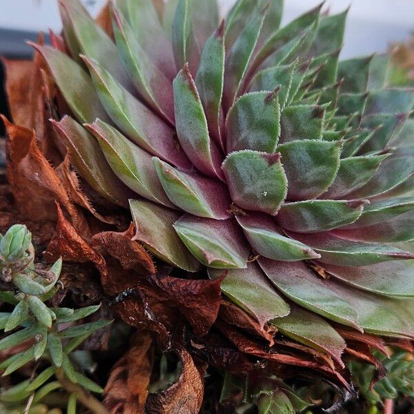 Sempervivum calcareum Leaf