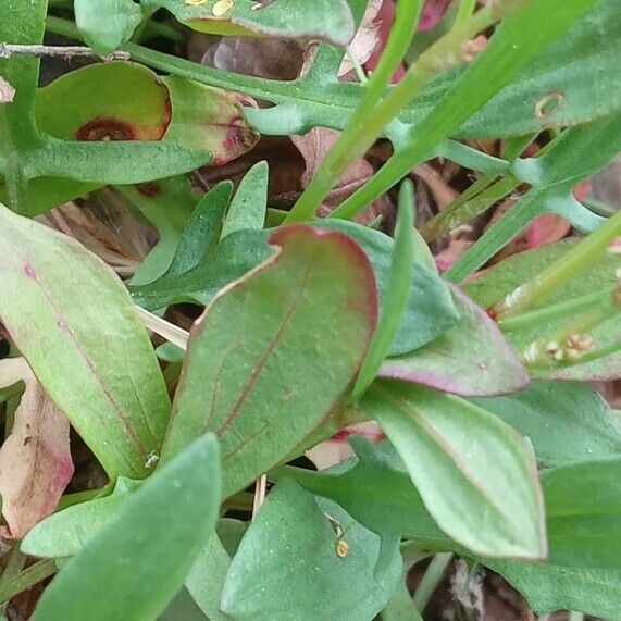 Rumex acetosella Lehti