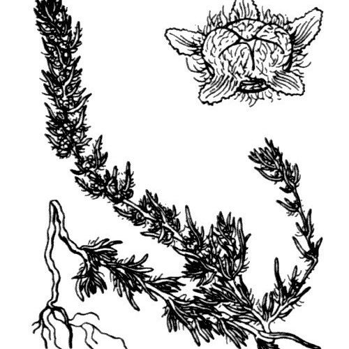 Bassia laniflora 其他